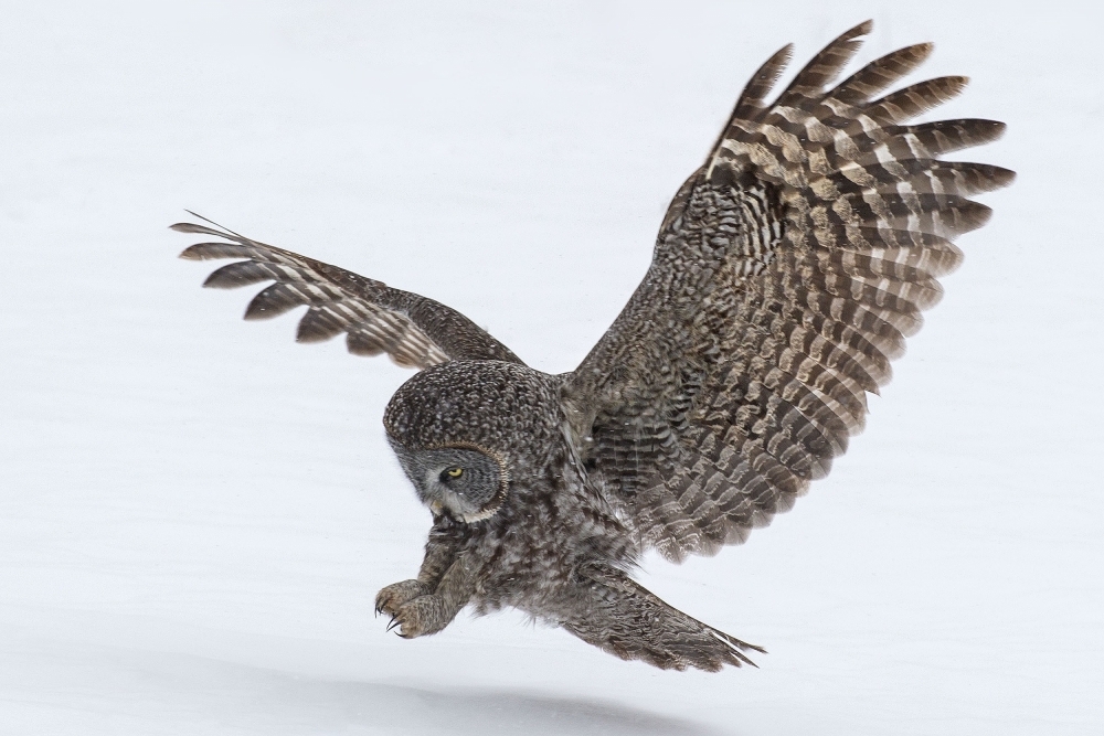 Owl Wings von Nick Kalathas