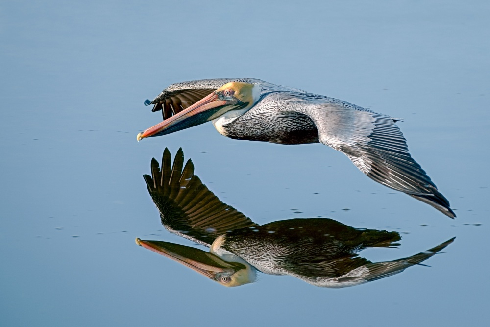 Flying Reflection von Nick Kalathas