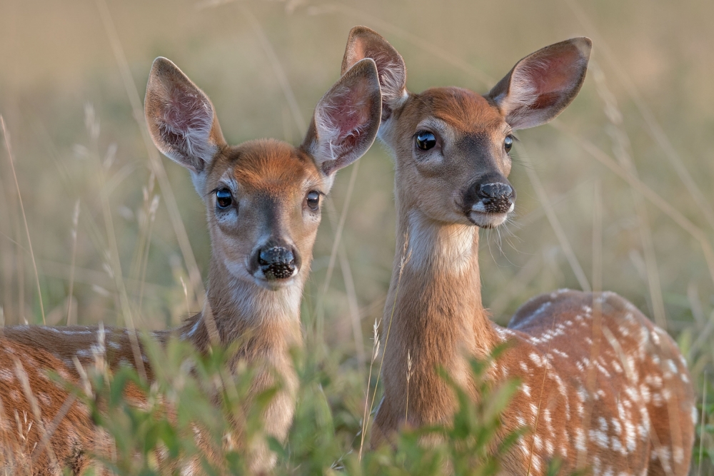 Siblings von Nick Kalathas