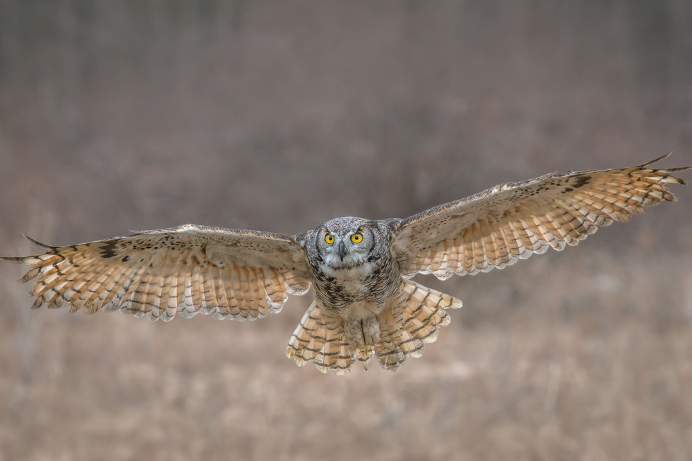 GHO in Flight von Nick Kalathas