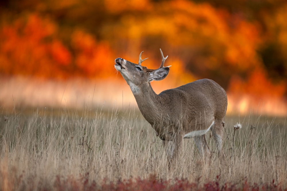 Autumn Fire von Nick Kalathas