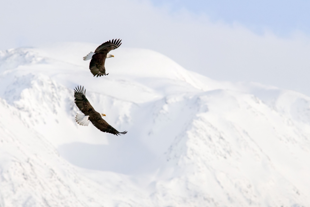 Glorious Flight von Nick Kalathas