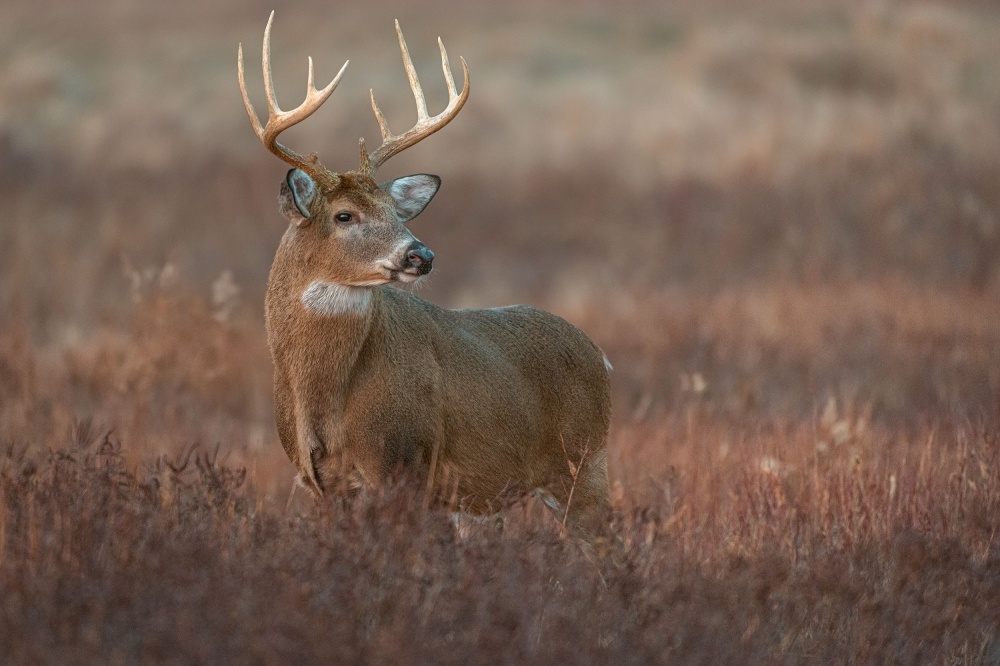 King of the Meadow von Nick Kalathas