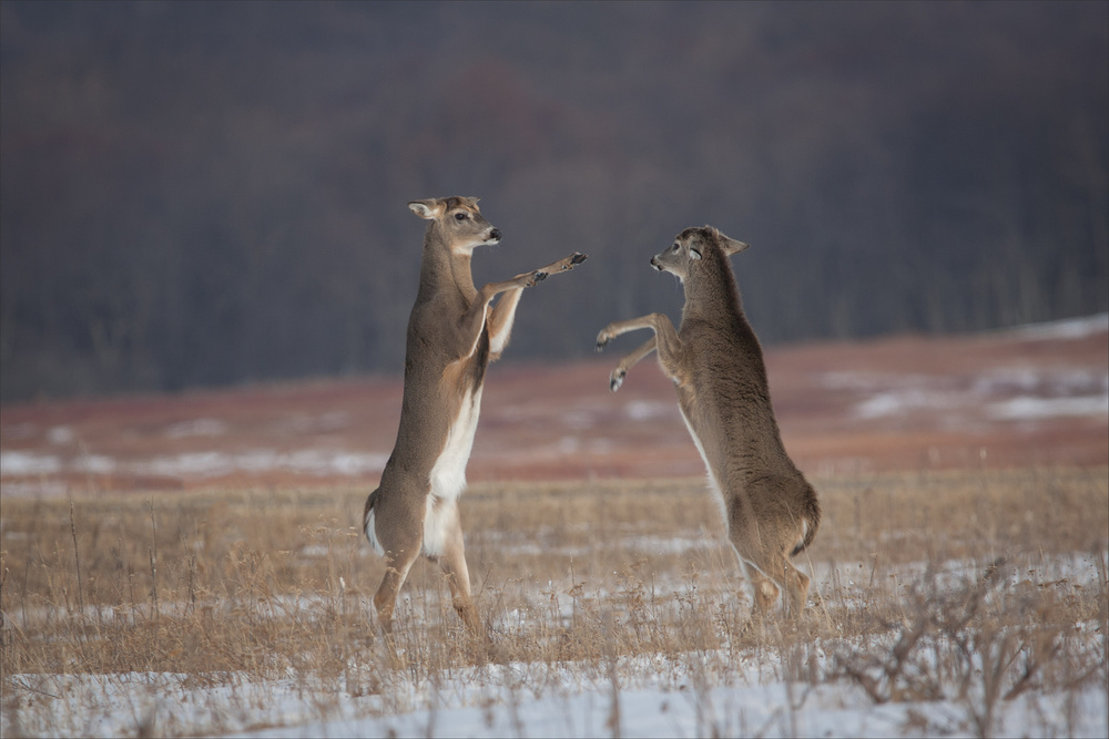 Put em up! von Nick Kalathas