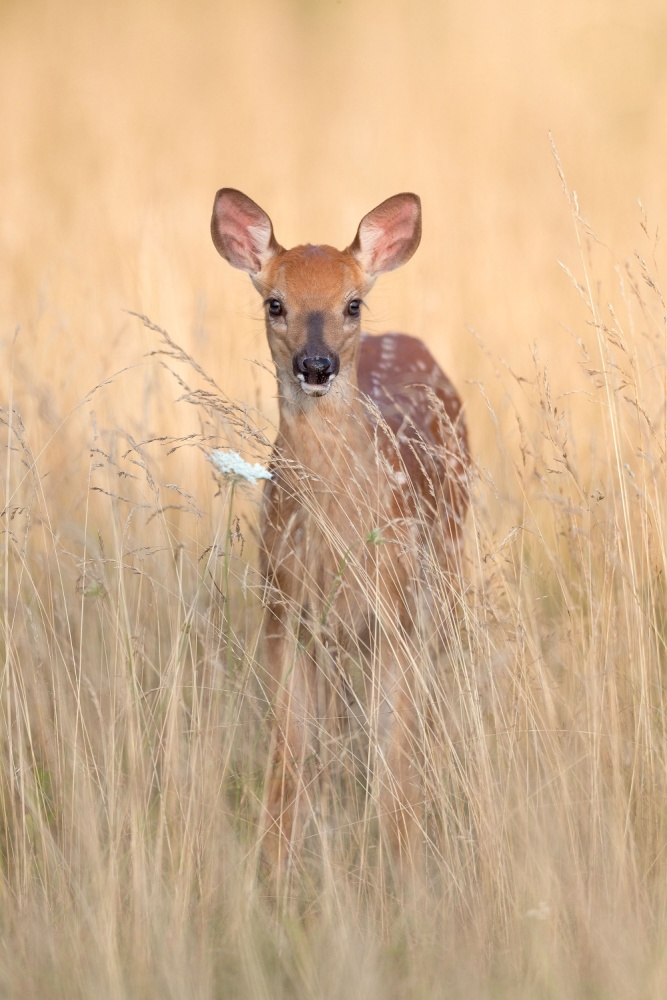 Queen Annes Lace &amp; Fawn von Nick Kalathas