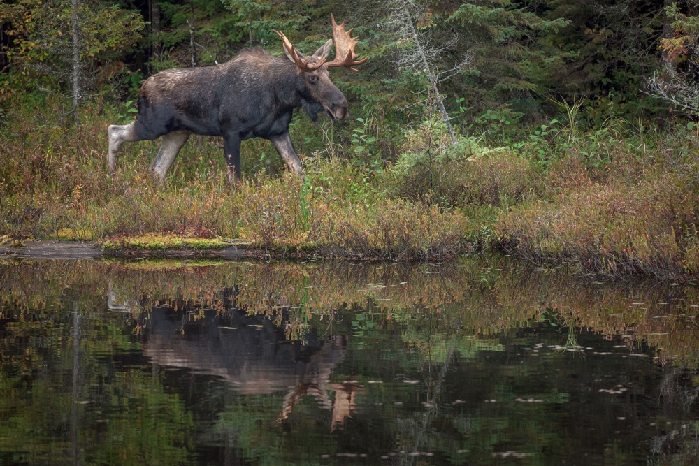 Reflections of a King von Nick Kalathas