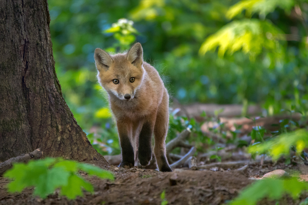 Quiet Walk von Nick Kalathas