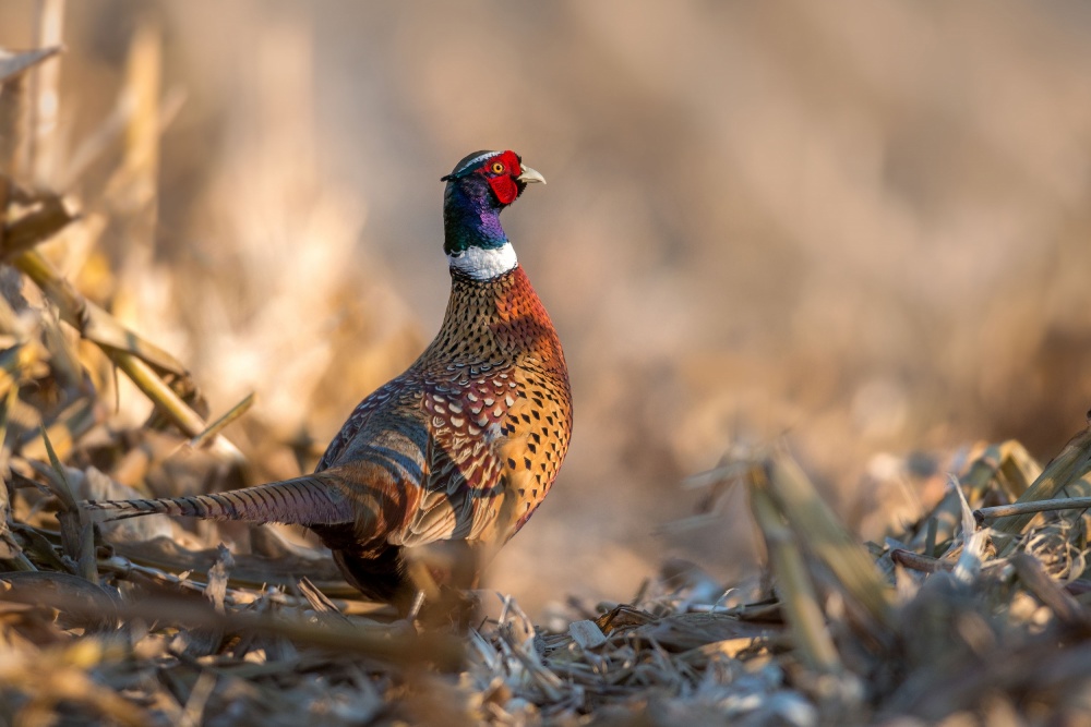 Late Light Pheasant von Nick Kalathas