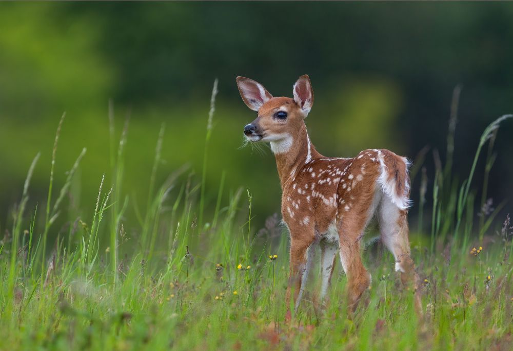 Spring Fawn von Nick Kalathas