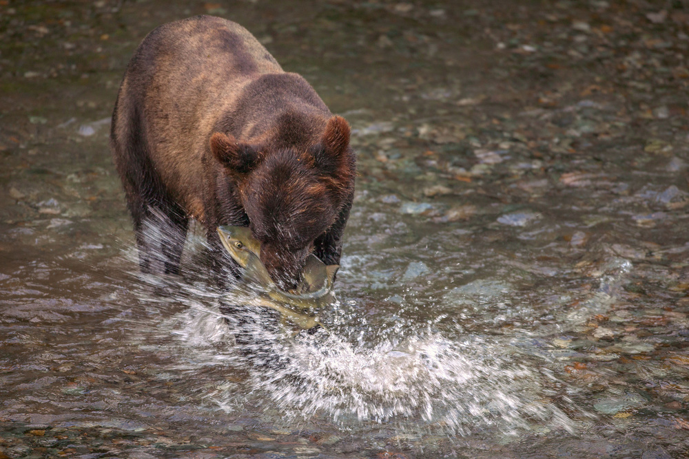 Splash von Nick Kalathas