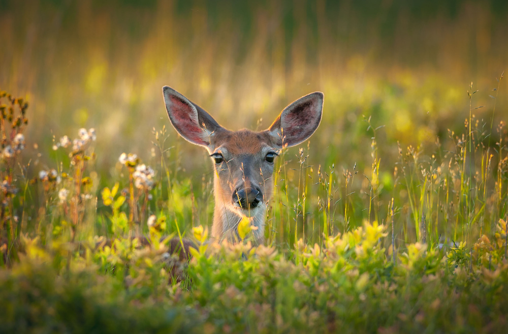 Looking von Nick Kalathas