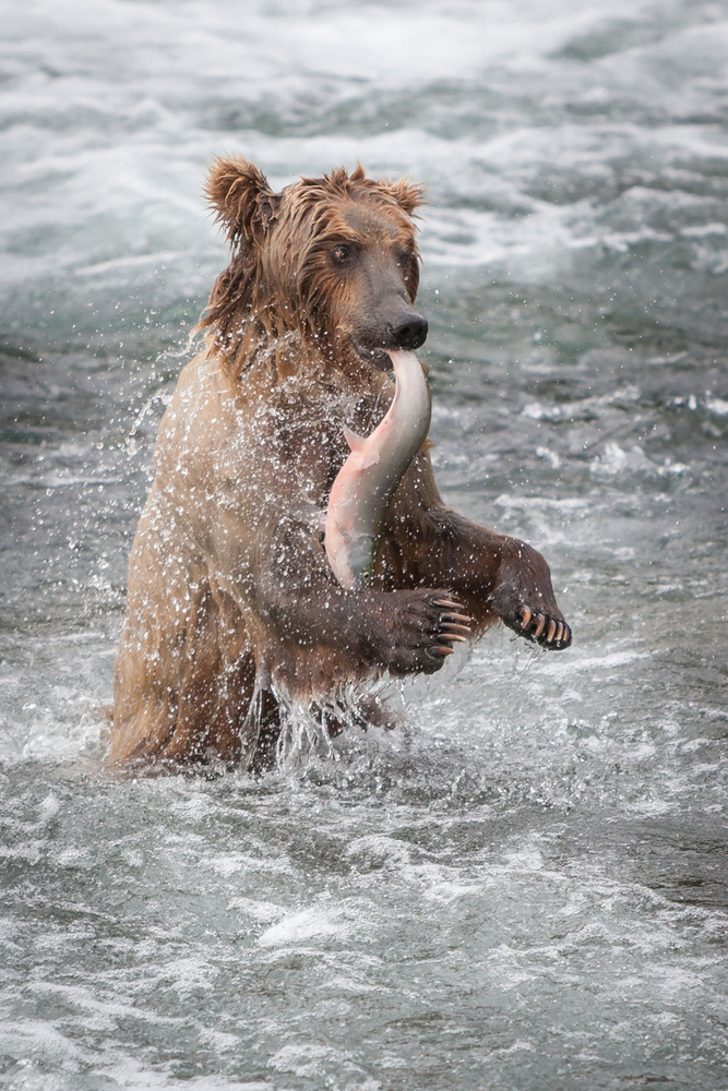 Caught by the Tail von Nick Kalathas