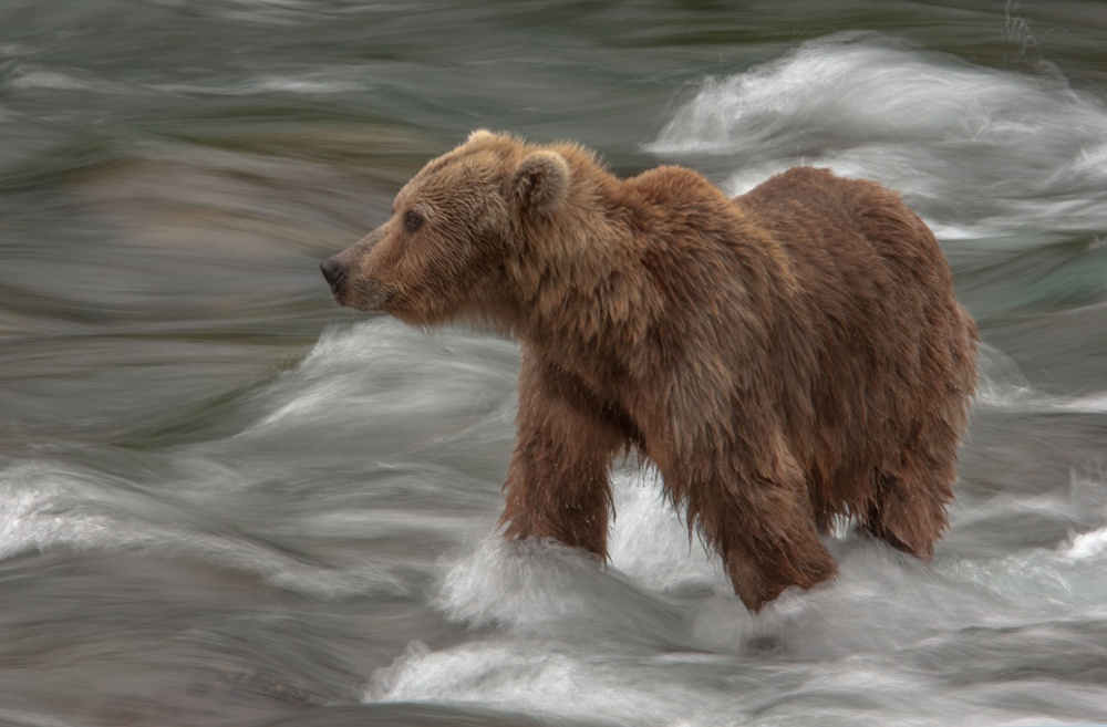 Wading for Salmon von Nick Kalathas