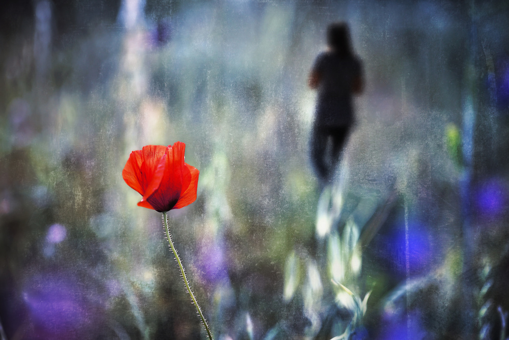 Looking for poppies von Nicodemo Quaglia