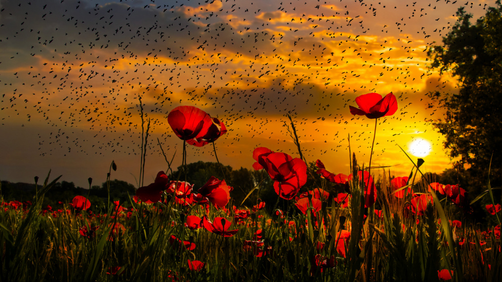 Poppies at sunset von Nicodemo Quaglia