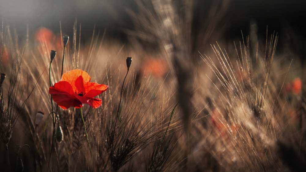 Poppy with corn von Nicodemo Quaglia