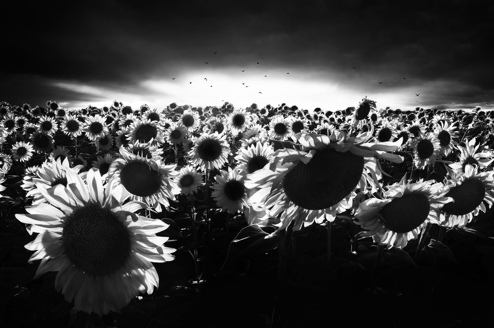 Sunflowers against the light von Nicodemo Quaglia