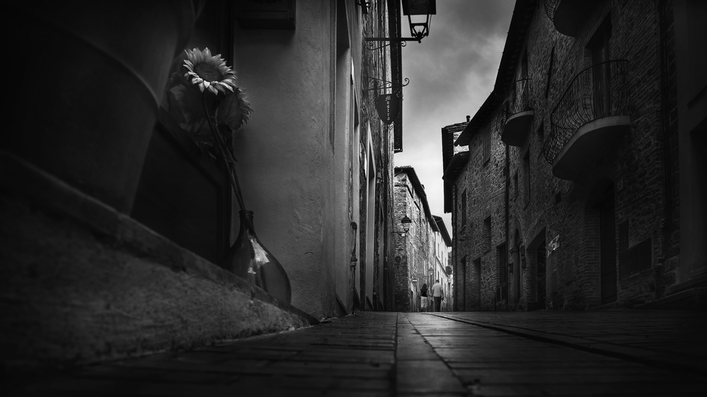 Sunflowers in the alley von Nicodemo Quaglia