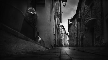 Sunflowers in the alley