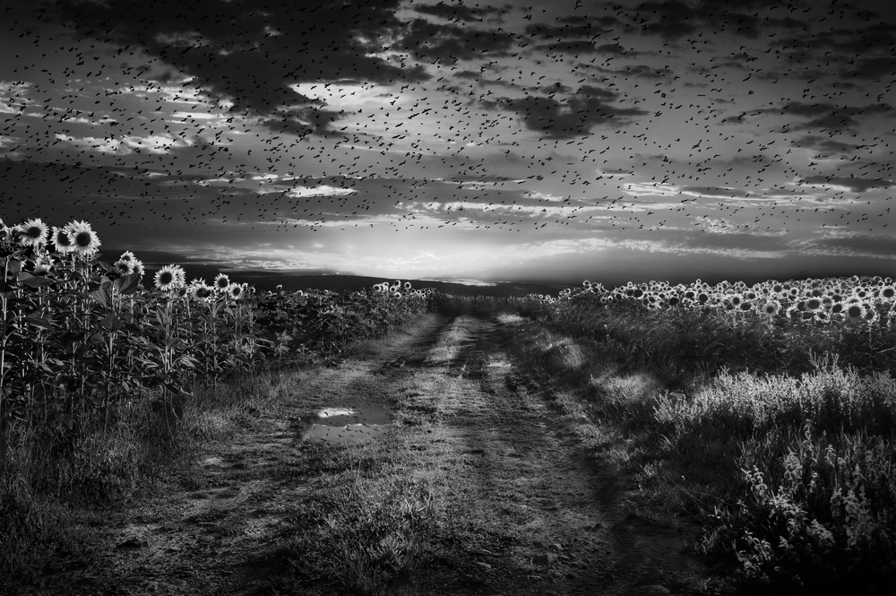 Sunflowers avenue von Nicodemo Quaglia