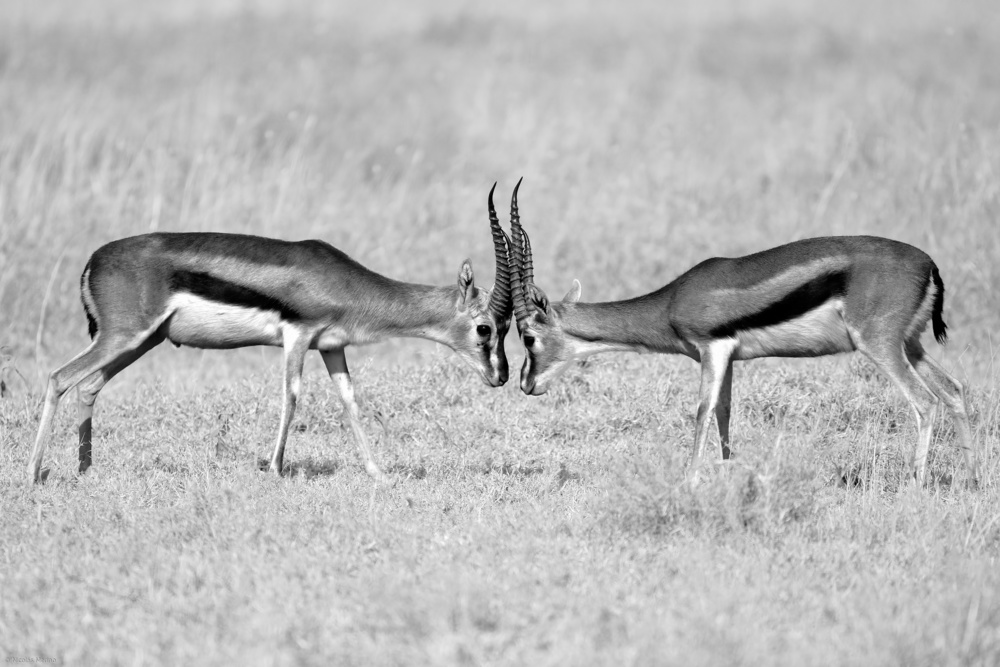 Face to face von Nicolas Merino