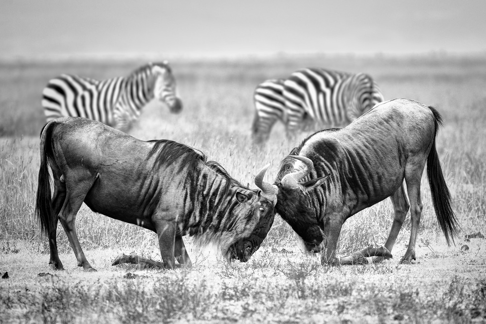 Fight wildebeest von Nicolas Merino