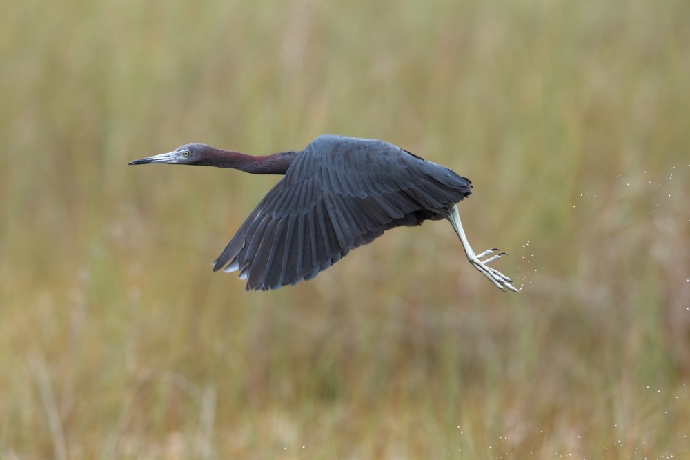 Blue flight von Nicolas Merino