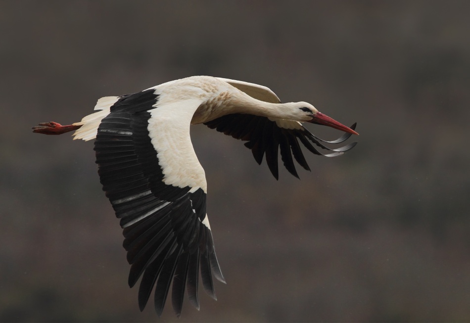 Ciconia flight von Nicolas Merino