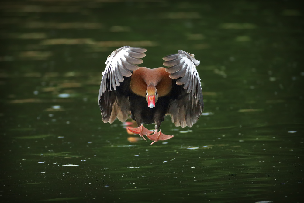 Undercarriage von Nicolas Merino