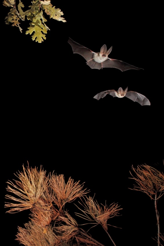 Bats and Halloween von Nicolas Merino