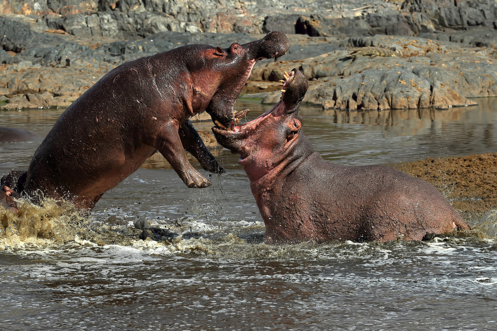 Hippos fight von Nicolas Merino