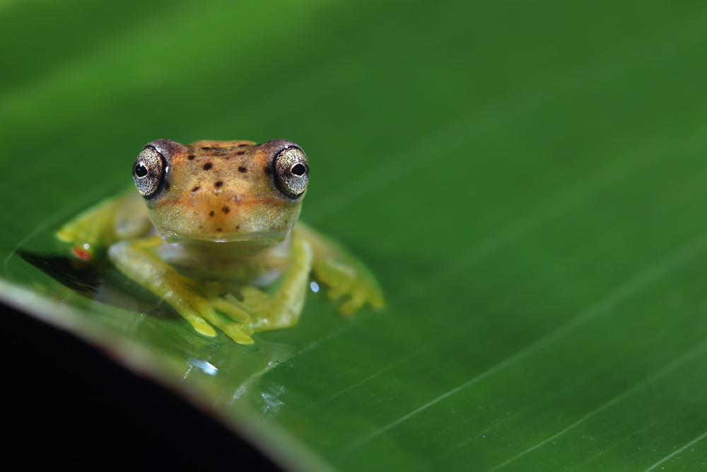 Frog eyes von Nicolas Merino