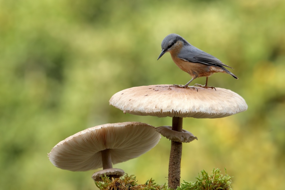 Nuthatch in autumn von Nicolas Merino