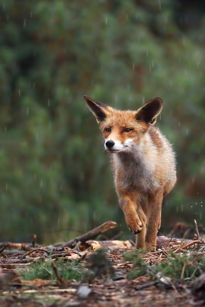 Rain fox von Nicolas Merino