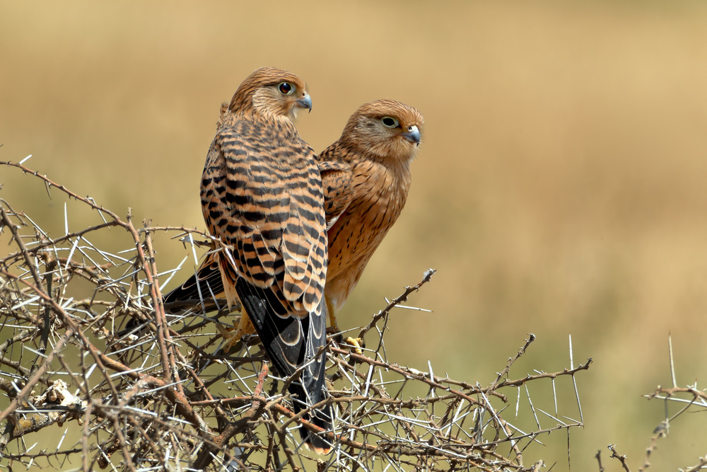 Kestrels couple von Nicolas Merino