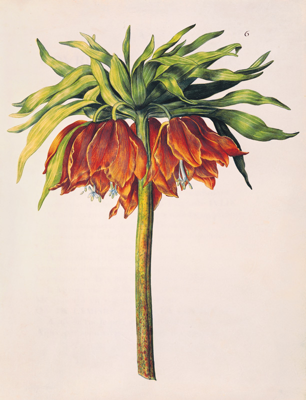 Crown Imperial Lily or Fritillary, from 'La Guirlande de Julie' von Nicolas Robert