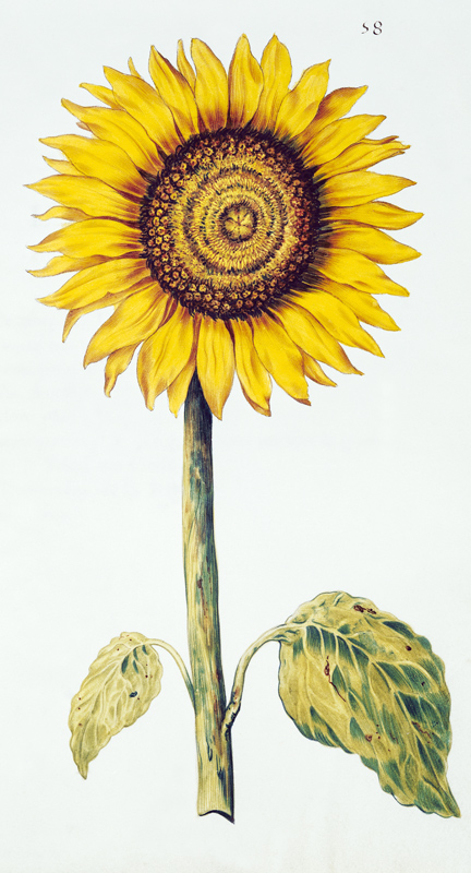 Sunflower or Helianthus, from 'La Guirlande de Julie' von Nicolas Robert