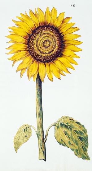 Sunflower or Helianthus, from 'La Guirlande de Julie'