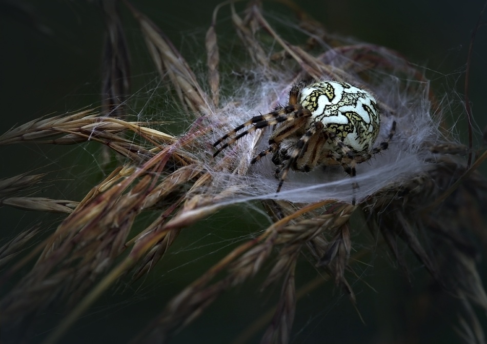 Aculepeira ceropegia_Eichblattspinne von Nicolas Schumacher