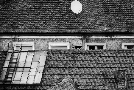 roof cat