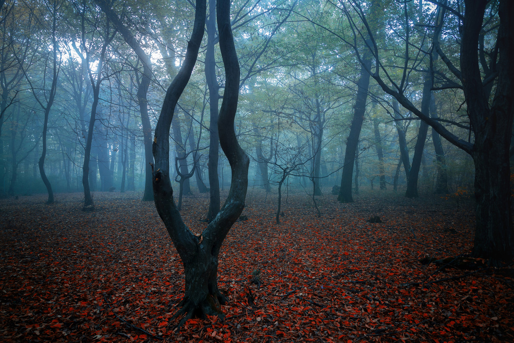 my autumn room von Nicu Hoandra