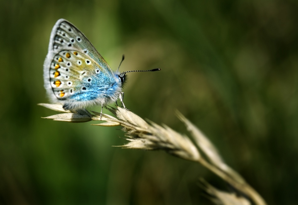 Polyommatus amandus von Niels Christian Wulff