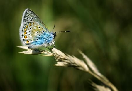 Polyommatus amandus