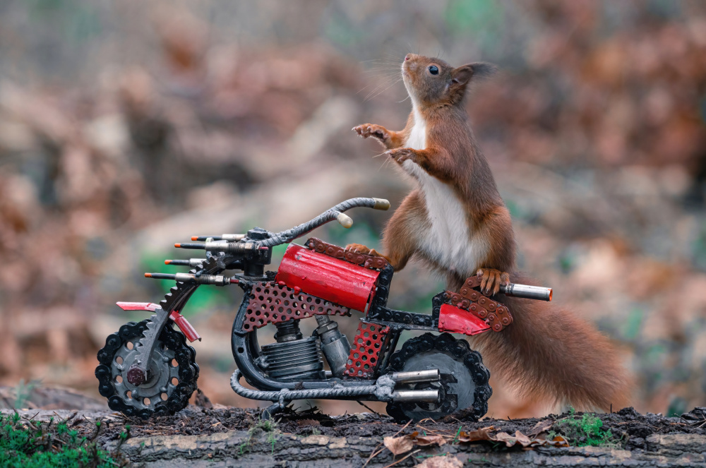 Biker Squirrel von Niki Colemont