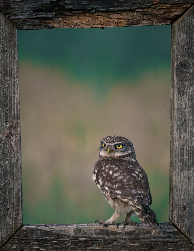 Framed Owl von Niki Colemont