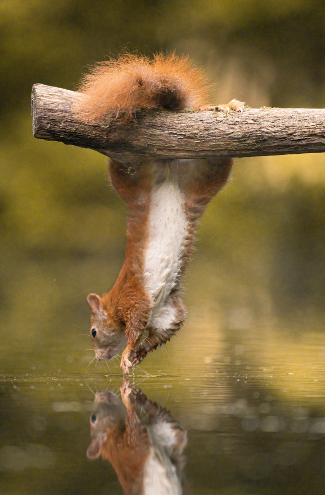 Hanging Squirrel von Niki Colemont