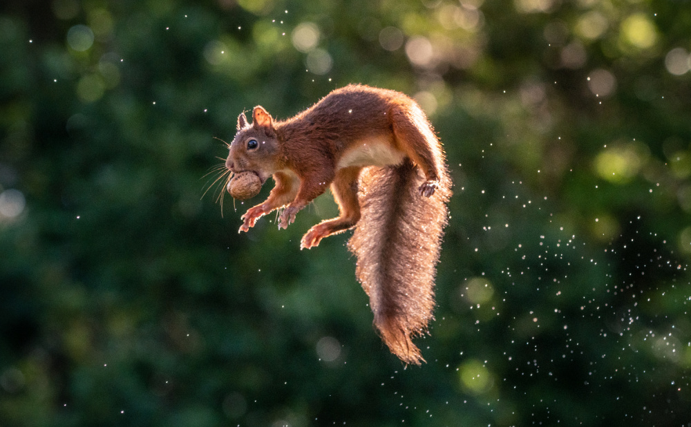 Lavitating Squirrel von Niki Colemont