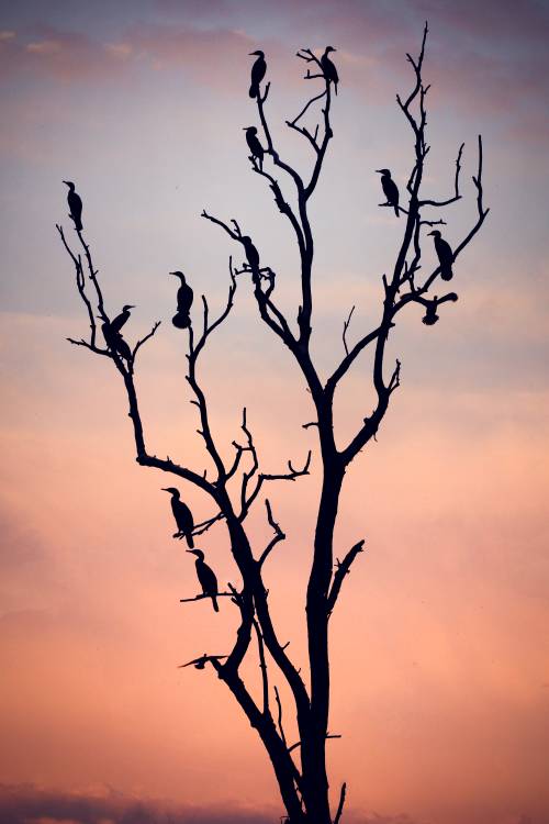 Before the Sunset von Niklas Rosenkilde