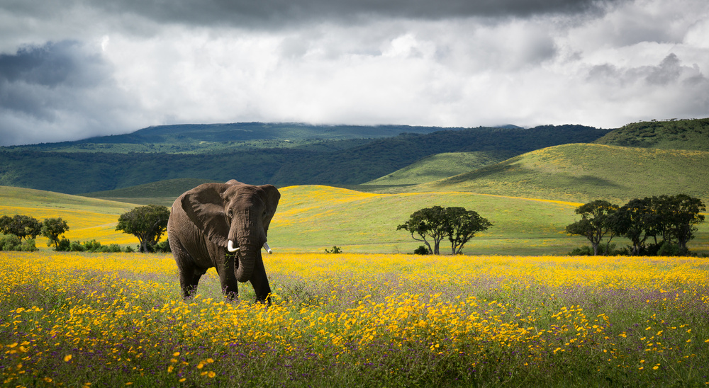 Elephant in Flowers von Nikolay Marenkov