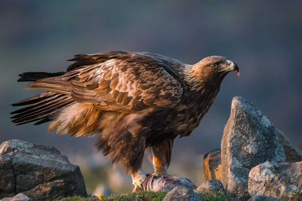 Golden Eagle von Nikolay Tashkov Stefanov